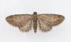 Eupithecia vulgata